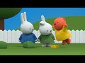 the telescope miffy sweet little bunny cartoons for children