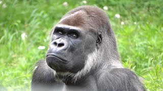 早く外に出たいのになかなか開かない扉💦屋外放飼場では警戒心｜モンタ｜ゴリラ｜千葉市動物公園｜S1E031