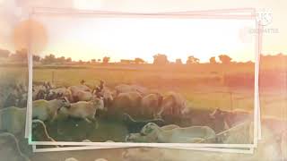 🐏நாங்க தயார் பண்ணா தரம்மாதான் இருக்கணும் ஊருக்கே தெரியுமே🐏