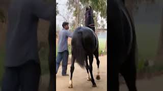 STALLION EKAM KANTA sire by STALLION Kala Kanta ow. by gill stud farm urlana 9996755495