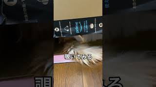 段ボールの中でもふ猫が…！