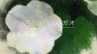 9月5日 誕生花 ヨルガオ