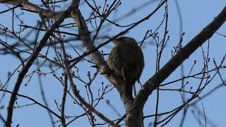 アオゲラの鳴き声