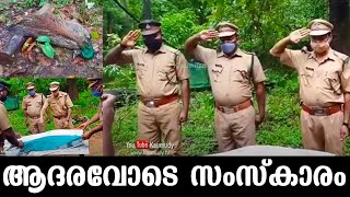 ആദരവോടെ സംസ്‌കാരം | Peacock found dead in Thodupuzha was buried with honours | Idukki