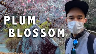 Ume at Keio Mogusen Park 【京王百草園の梅】