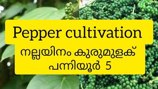 Pepper cultivation | Best Good variety of pepper creepers | പന്നിയൂർ 5 | നല്ലയിനം കുരുമുളക് | Agro