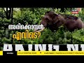 mission arikkomban അരിക്കൊമ്പനെ കണ്ടെത്താനായില്ല ഇന്നത്തെ ദൗത്യം ഉടൻ അവസാനിക്കും ak saseendran