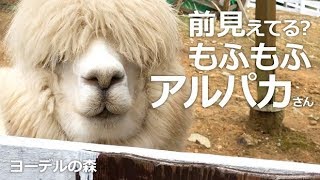 アルパカさん前見えてる？【ヨーデルの森】もっふもふのアルパカさん ねぇ～ねぇ～前見えてますか～？