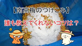 【南高梅の漬け込み】梅干しづくりで失敗しないコツは？