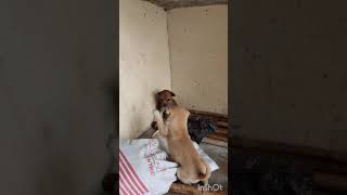 കുറച്ച് ഓവർ ആയാലേ എല്ലാരും ശ്രെദ്ധിക്കു #petlovers