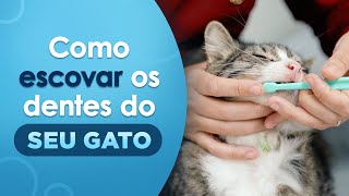 COMO ESCOVAR OS DENTES DE GATOS | Passo-a-passo para você escovar os dentes do seu gato | VetFace