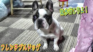 「散歩」という言葉に反応する愛犬フレブルが可愛すぎる！　フレンチブルドッグ『ぶーちゃん日記』