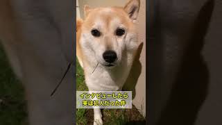 防犯カメラは犯行を捉えたw犯人はインタビューを受けていた｜柴犬りぼん #shorts