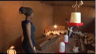 How Busia County is helping poultry farmers get better production and market