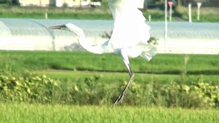 シラサギの鳴き声（飛び立った直後の鳴き声）