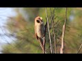 spot breasted parrotbill