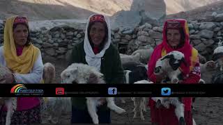 The Last Wakhi Shapherds | Shapherding in Shimshal Pamir | Officials | Pamir Television