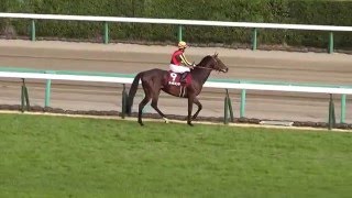 2016 中山記念 入場 返し馬 （ドゥラメンテがメイン）