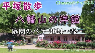 【平塚散歩】「八幡山の洋館」庭園の春バラ（令和6年5月14、21日撮影）