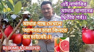 মাদার গাছ দেখলে আপনার চারা কিনতে মন চাইবেই ।।#plantcare