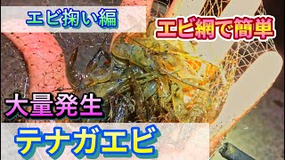 超お手軽！木曽川で大量発生しているテナガエビを網で掬ってみた！