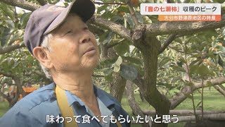 「豊の七瀬柿」の収穫最盛期　種がなく果肉がやわらかいのが特徴　60トンを出荷