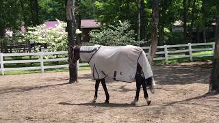 ディープインパクトの母馬 ウインドインハーヘア