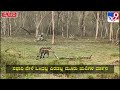 tiger ಮೈಸೂರಿನಲ್ಲಿ ಸಫಾರಿ ವೇಳೆ ಎದುರಾದ ಮೂರು ಹುಲಿಗಳು tv9 kannada