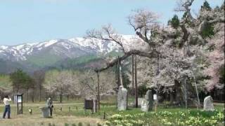 白鷹町　釜の越桜