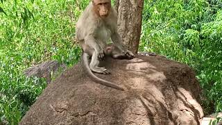 Erotic Monkey