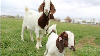 goats playing, HD, goats Goats |Dozens of goats