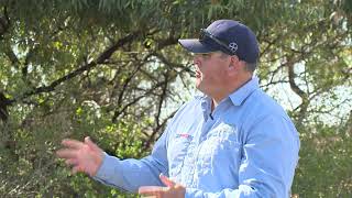 Priority Weeds of the Murray \u0026 Riverina -  African boxthorn