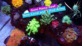 Goni Nano Reef- New Goniopora and a Copepod Army!