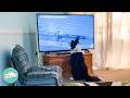 Border Collie Demands His TV Time When Lady Gets Home | Cuddle Buddies