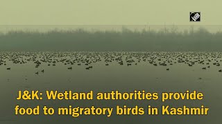 J\u0026K: Wetland authorities provide food to migratory birds in Kashmir