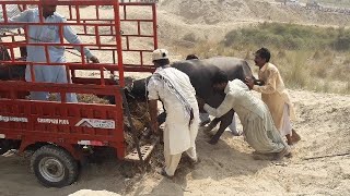 Buffalo Run away by loading || Angry Bull loading video \u0026 unloading animals