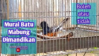 Murai Batu Mabung boleh di Mandikan apa Tidak || Murai Batu Mabung Mandi