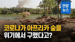 코로나가 아프리카 숲을 위기에서 구했다고?/ 연합뉴스 (Yonhapnews)