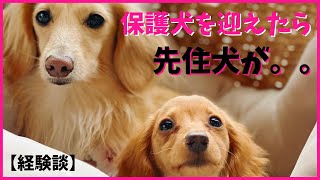 新しく保護犬の子犬さんを迎え入れたら先住犬が。。