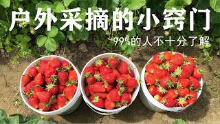 How to pick strawberries correctly？