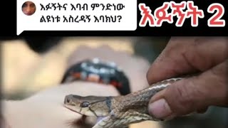 እፉኝት የሚባለው አደገኛ የእባብ ዝርያ 💀💀💀🔞