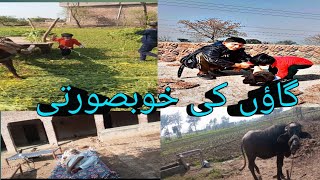 Village beauty 🐓/گاؤں کی خوبصورتی ماشاءاللّٰه🌼✨/Aliyan Brother's vlog