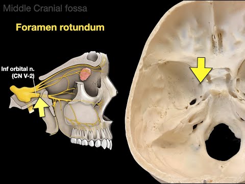 What are cavities in the skull called?