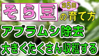 #5.そら豆の育て方【アブラムシの除去・冬越しのポイント・整枝のやり方・支柱立てのタイミング ・土寄せ】