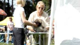 28.06.08 Pärnu CACIB dogshow pekingese ring