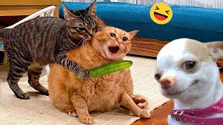 Funny Dogs And Cats s 2024 😅 - Best Funniest Animal s Of The week #6