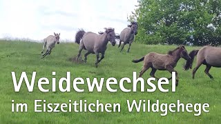 Weidewechsel im Eiszeitlichen Wildgehege