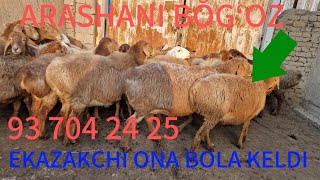 MURAJONGA 1400 DAN QŎZLAR KELD BŎGʻOZ SOVLIQLAR 93 704 24 25 SHOSHILAMIZ