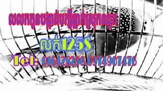 លក់លលកកូនបង្កាត់125$016428256.0974907476