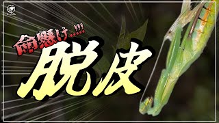 【初心者向け】カマキリの脱皮不全(失敗)パターン３選！